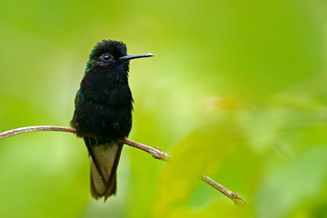 Black-bellied Hummingbird, Eupherusa nigriventris, rare endemic hummingbird from Costa Rica, black bird sitting on a beautiful green flower, tropical forest, animal in the nature habitat. Wildlife.