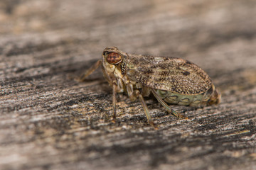 Issus coleoptratus planthopper bug in profile. British insect in the order Hemiptera, family Issidae, with large number of cross-veins on wings