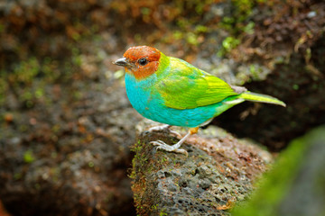 Bay-headed Tanager, Gyrola toddi, exotic tropic blue tanager with red head, Costa Rica. Blue and green songbird in the nature habitat. Beautiful blue exotic tropic bird. Bird from rocky forest.