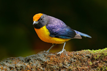 Slate-throated Redstart, Myioborus miniatus, beautiful bird from tropic Costa Rica. Tanager in the nature habitat. Wildlife scene from tropic nature. Birdwatching in South America. Black head with red
