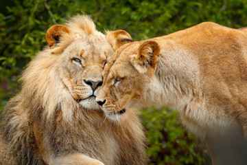 Portrait of pair of African lions, Panthera leo, detail of big animal, evening sun, Chobe National...