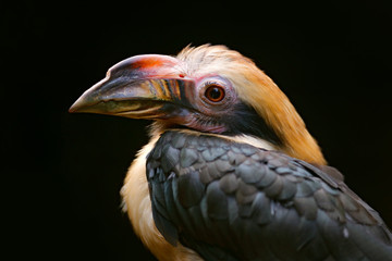 Luzon Hornbill, Penelopides manillae, in nature habitat. Rare exotic bird detail eye portrait. Detail portrait. Beautiful jungle hornbill, wildlife scene from nature. Hornbill from Philippines, Asia.
