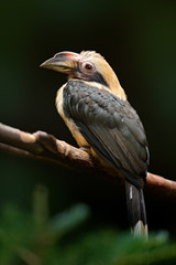 Luzon Hornbill, Penelopides manillae, in nature habitat. Rare exotic bird detail eye portrait. Big red eye. Beautiful jungle hornbill, wildlife scene from nature. Hornbill from Philippines, Asia.