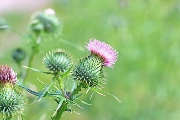 Kratzdistel (Cirsium vulgare) blühende Pflanze in einer Wiese
