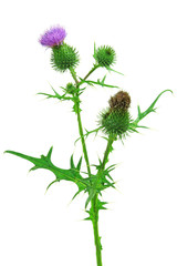 Blüten der Kratzdistel (Cirsium vulgare) isoliert vor weiß