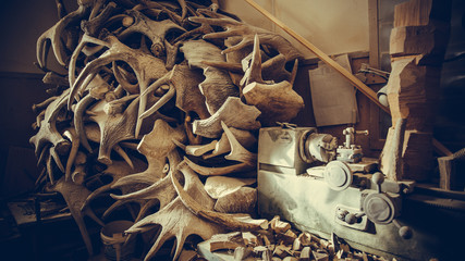 Horns elk in the carving workshop