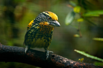 Barbet from Brazil. Gilded Barbet, Capito auratus, Ecuador. Yellow toucan from Ecuador. Bird from jungle. Beautiful bird from tropic forest. Exotic animal in the nature habitat. Amazon, Brazil.