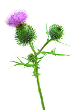 Blüten der Kratzdistel (Cirsium vulgare) isoliert vor weiß