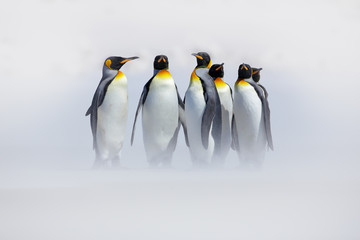 Penguins in the snow. Group of King penguins coming to sea beach with wave a blue sky. Birds on the beach. Funny penguins image. Wildlife nature scene from Antarctica. Penguins with ocean.