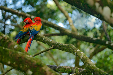 Two beautiful parrot on tree branch in nature habitat. Green habitat. Pair of big parrot Scarlet Macaw, Ara macao, two birds sitting on branch, Colombia. Macaw in green vegetation.