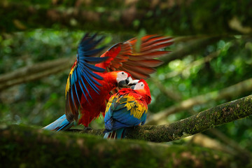 Two beautiful parrot on tree branch in nature habitat. Green habitat. Pair of big parrot Scarlet Macaw, Ara macao, two birds sitting on branch, Brazil. Wildlife love scene from tropic forest nature.