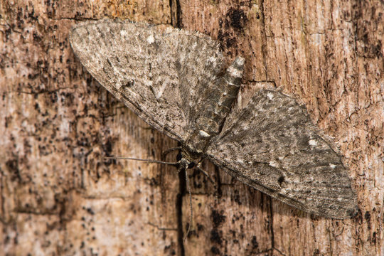 White-spotted pug (Eupithecia tripunctaria) on wood. British moth in the family Geometridae at rest 