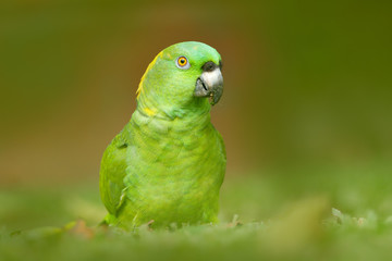 Parrot from Costa Rica. Yellow-naped Parrot, Amazona auropalliata, portrait of light green parrot with red head, Costa Rica. Detail close-up portrait of bird. Wildlife scene from tropic nature.