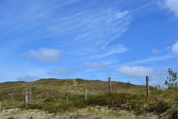 Fototapeta premium Dunes on the island of Texel