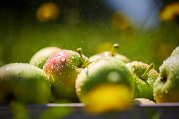 apples in basket in summer grass
