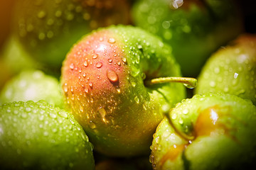 apples in basket in summer grass