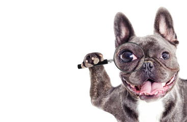French Bulldog dog Looks into a magnifying glass