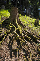baumwurzeln im wald