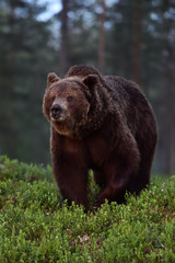 Big male brown bear at night in the forest
