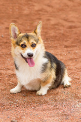 Corgi close-up