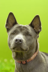Staffordshire Terrier Close-up
