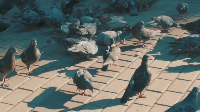 feeding flock of pigeons on boulevard