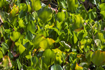 Planta (flora) | plant