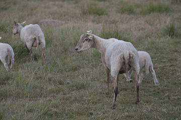 Obraz na płótnie Canvas Sheeps