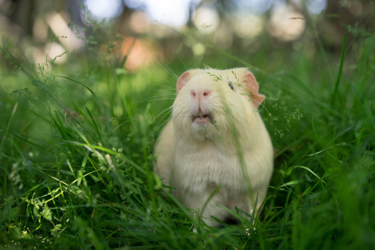 Cochon d'inde