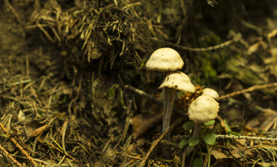 White mushrooms in the woods, on a background of leaves, beautiful light