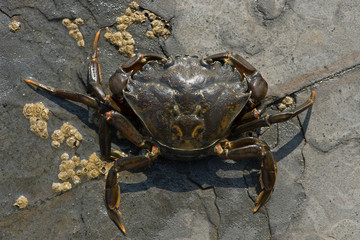 Green Shore Crab (Carcinus maenus)/European Green Crab on barnacle encrusted rock