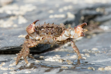 Bristly Xanthid Crab (Pilumnus hirtellus)/Bristly Xanthid Crab on barnacle encrusted rock