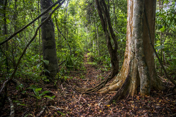 Floresta (paisagem) Forest Landscape