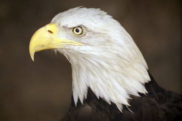 Griffon Eagle