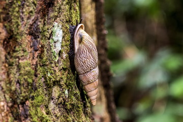 Caracol-florestal (Burringtonia pantagruelina) Forest snail