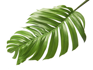 Monstera deliciosa leaf or Swiss cheese plant, isolated on white background with clipping path
