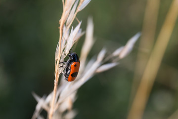 Zweipunktiger Fallkäfer