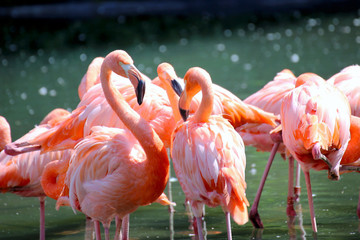 Fototapeta na wymiar Flamingos (Phoenicopteridae)