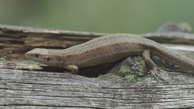fence lizard on a cloudy day