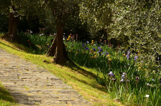 Beautiful blooming Irises in a famous garden in Florence with olive trees. Spring season. Italy.