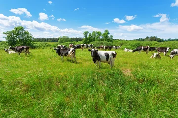 Foto auf Acrylglas Kuh A herd of Holstein Fresian cows grazing on a pasture under blue cloudy sky