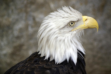 Fototapeta premium Griffon Eagle