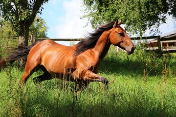 Fototapeta premium braunes pferd hat Spaß auf der Koppel