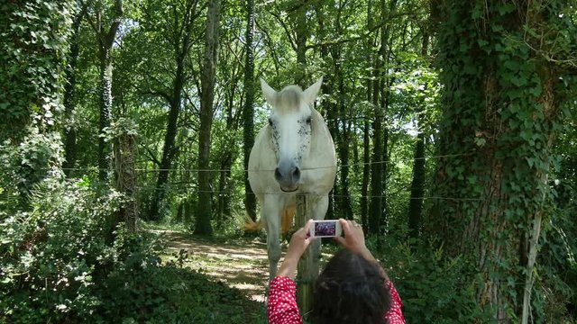 A woman takes a picture of a white horse