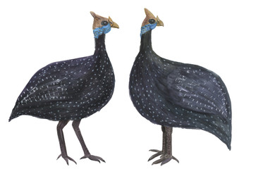 Watercolor painting Guinea fowls