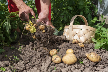 Harvesting new potatoes in hobby garden.