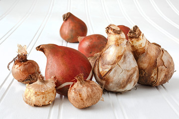 A mixture of tulip, crocus and daffodil bulbs on a white wooden background.