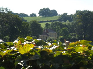 nature sun and animals