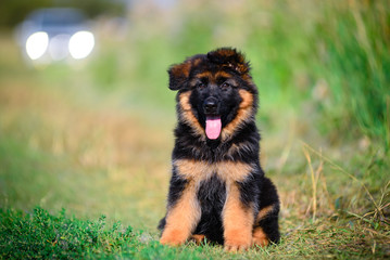 shepherd puppy