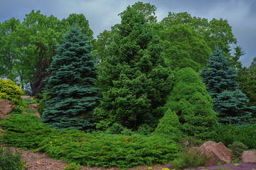 Collection of evergreen shrubbery.